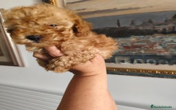 Caniche Toy perros en venta: Caniche toy macho rojo  - Imagen 6