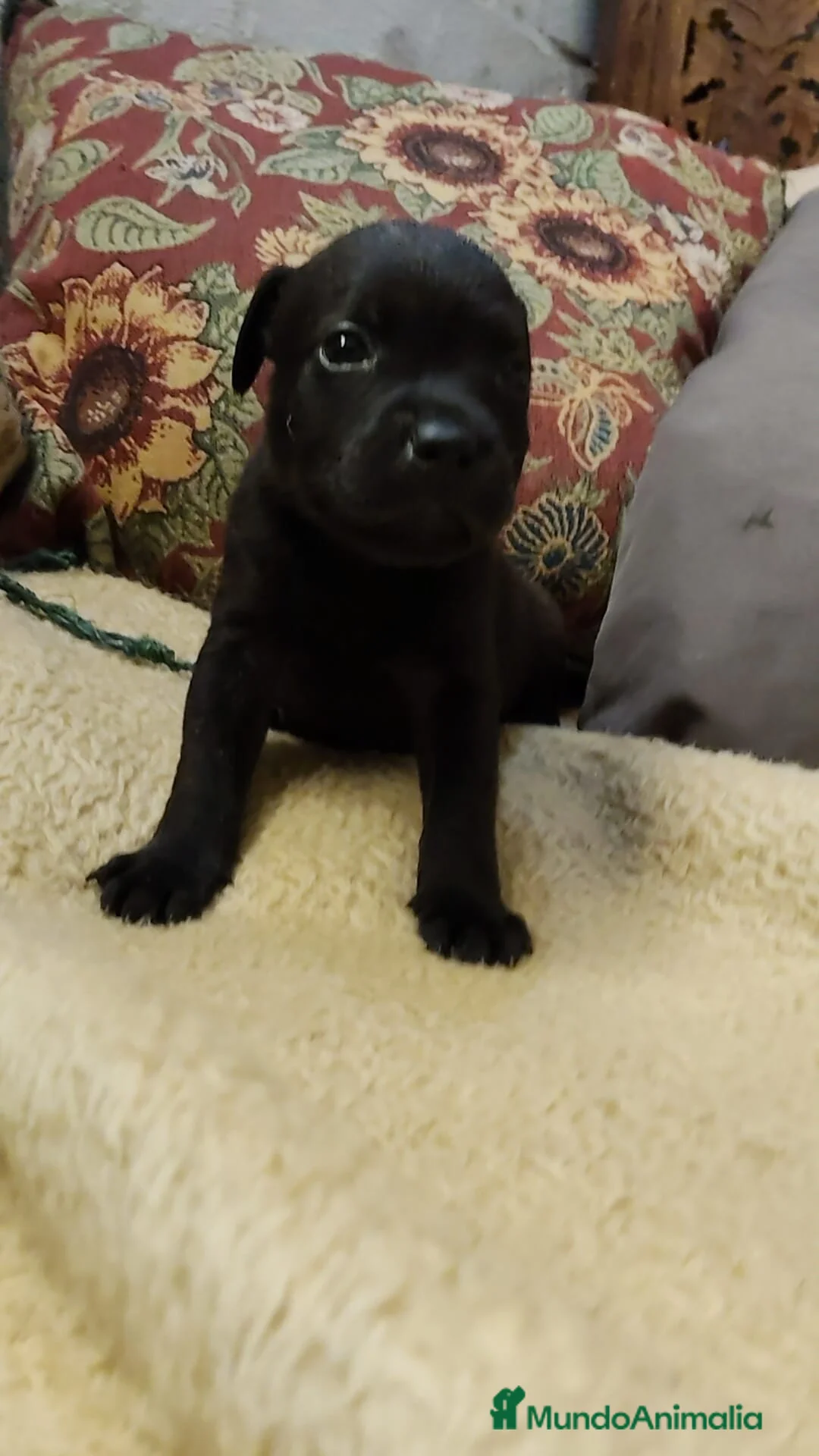 Staffordshire Bull Terrier perros en venta: Staffordshire bull terrier cachorros - Anuncio 6