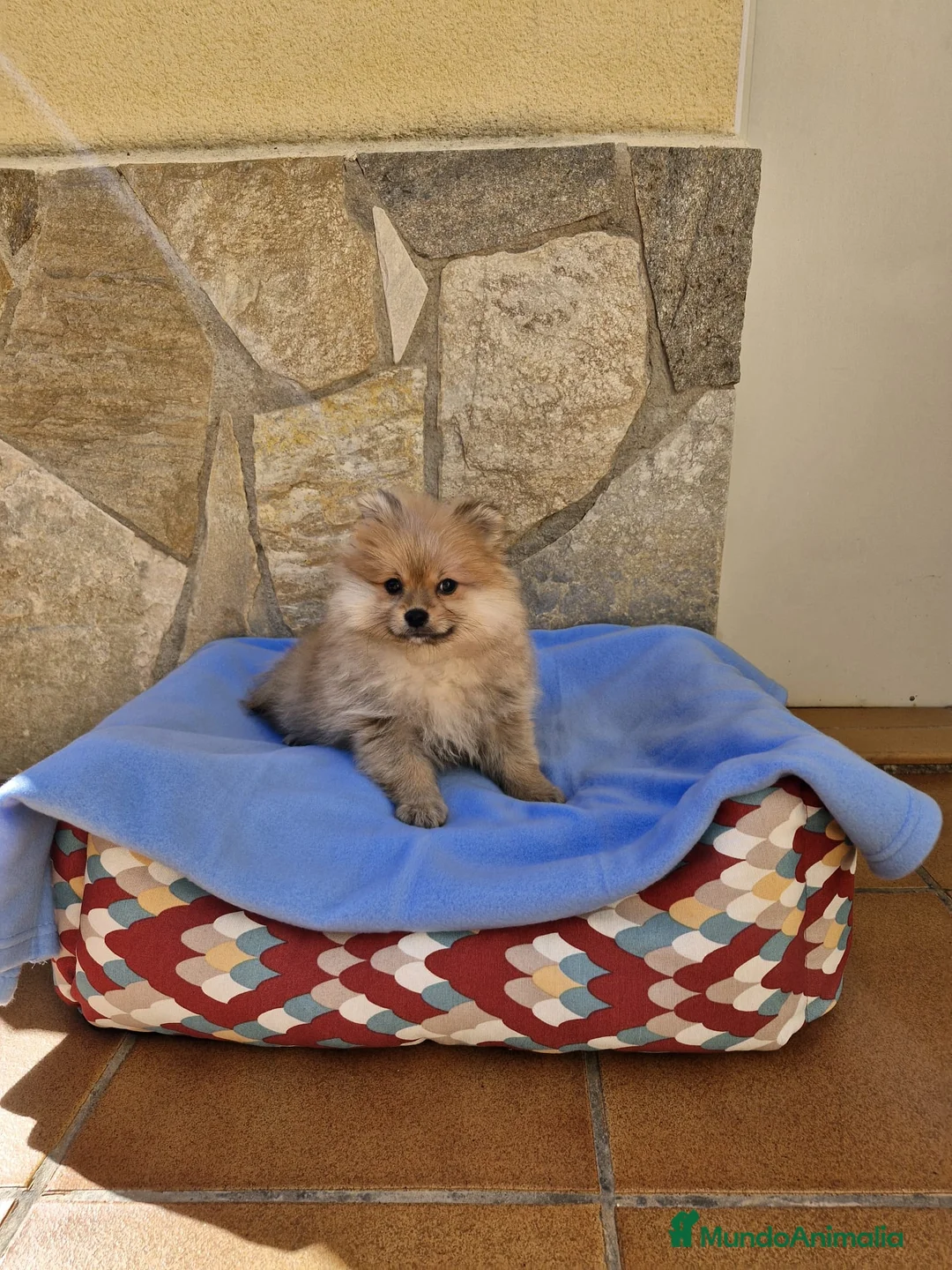 Pomerania perros en venta: Lulú de pomerania  en Barcelona - Anuncio 3