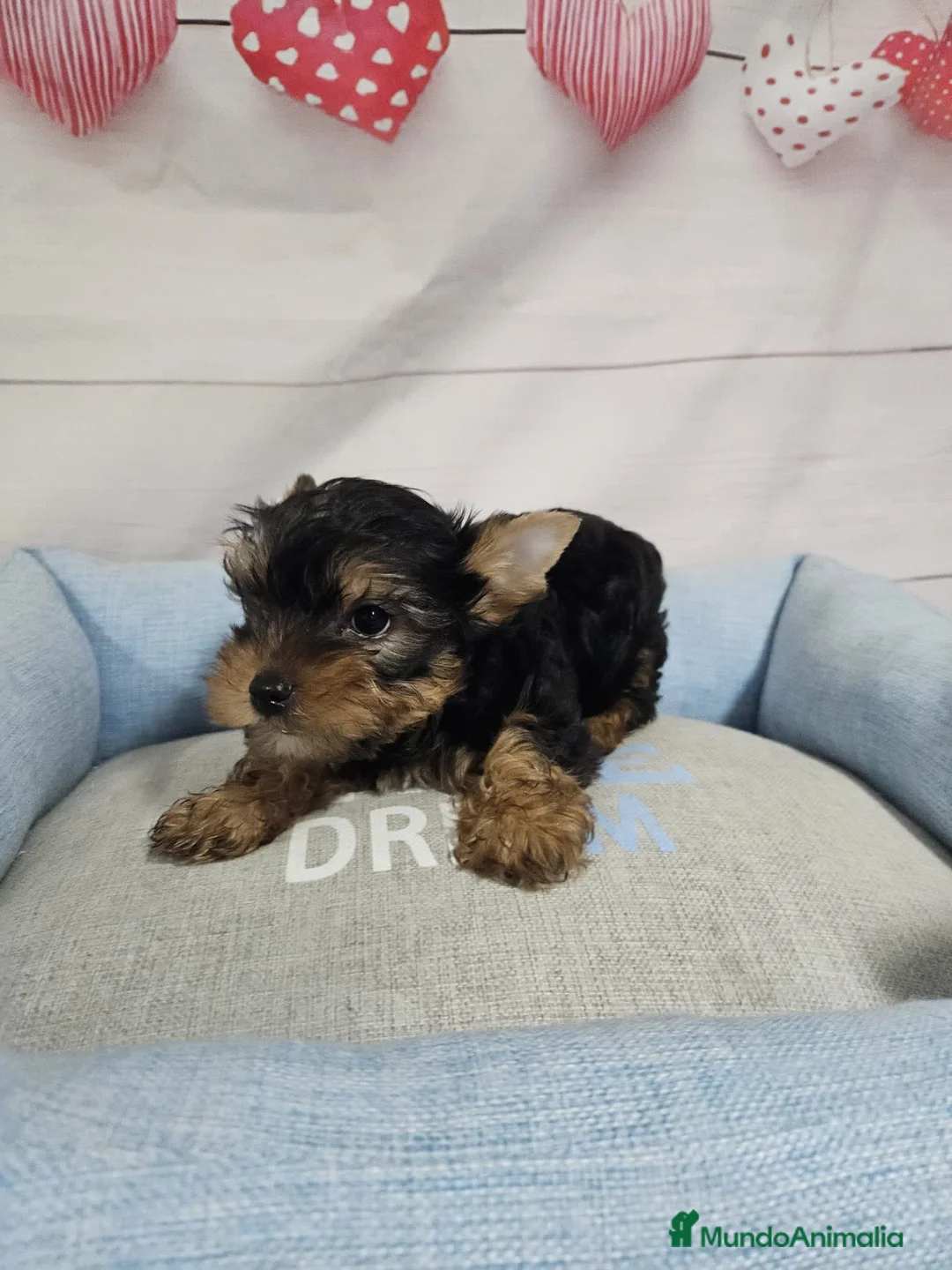 Yorkshire Terrier perros en venta: 🐾 Cachorritos de Yorkshire Terrier  - Anuncio 3