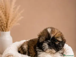 Shih Tzu perros SHIH TZU CACHORRO DE RAZA - Anuncio 3