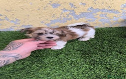 Biewer Yorkshire Terrier a la Pom Pon perros en venta: BIEWER MACHO. CALIDAD Y SELECCIÓN  - Imagen 2