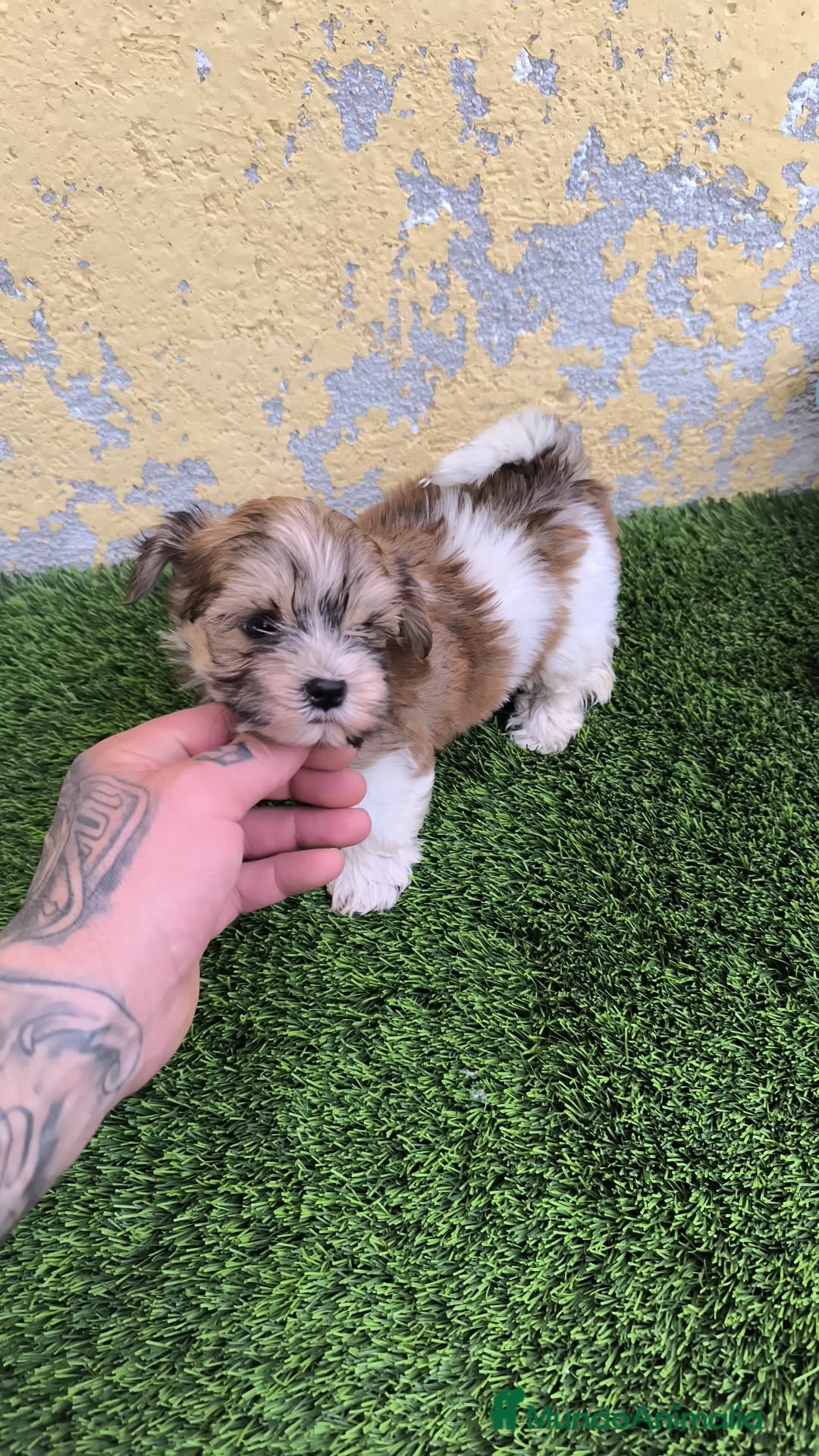 Biewer Yorkshire Terrier a la Pom Pon perros en venta: BIEWER MACHO. CALIDAD Y SELECCIÓN  - Imagen 2