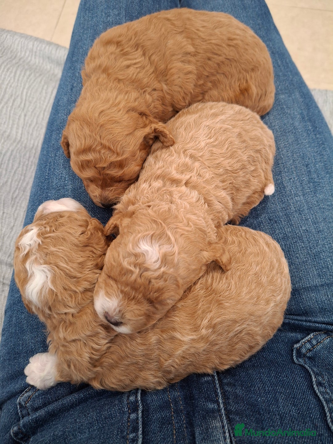 Caniche Toy perros en venta: Caniche apricot - Anuncio 4