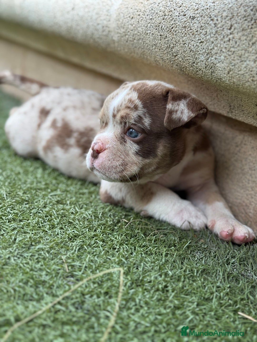 American Bully perros en venta: American Bully  - Imagen 5