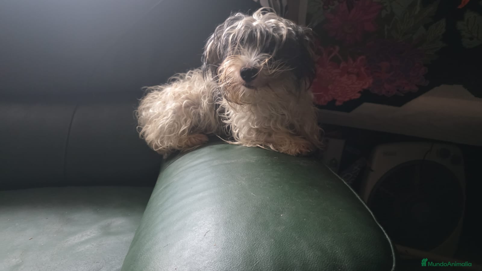 Biewer Yorkshire Terrier a la Pom Pon perros Yorkshire biewer  - Anuncio 2