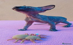 Sphynx gatos en venta: Preciosa hembrita tortuga  - Imagen 9