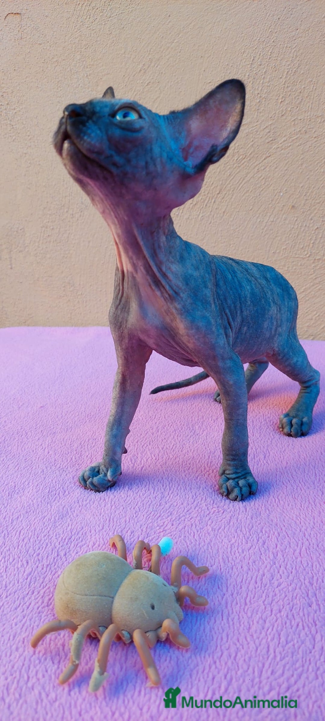Sphynx gatos en venta: Preciosa hembrita tortuga  - Imagen 9