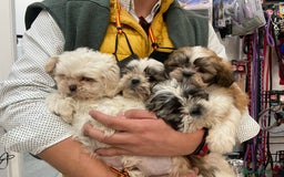 Shih Tzu perros en venta: Cachorros Shih Tzu 650€ ¡PRECIO REAL! - Imagen 2