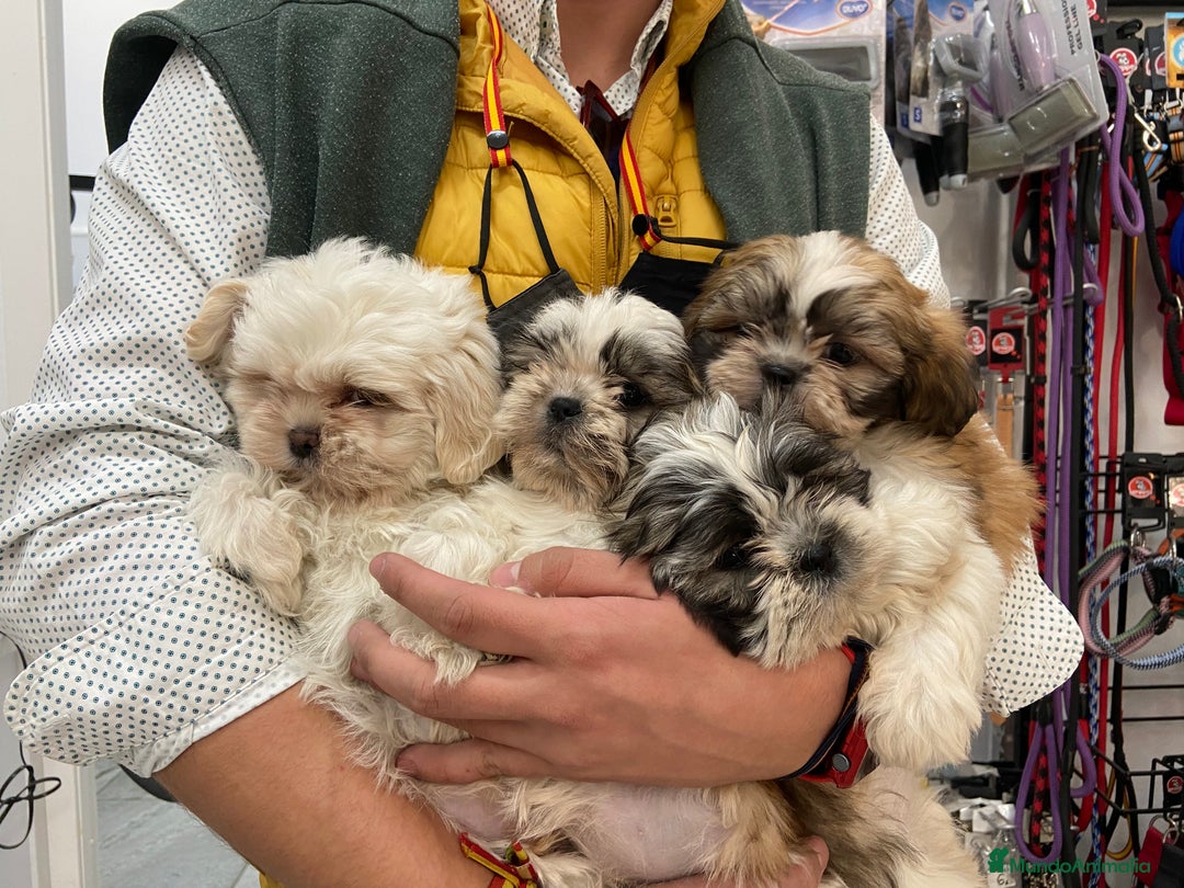 Shih Tzu perros en venta: Cachorros Shih Tzu 650€ ¡PRECIO REAL! - Imagen 2