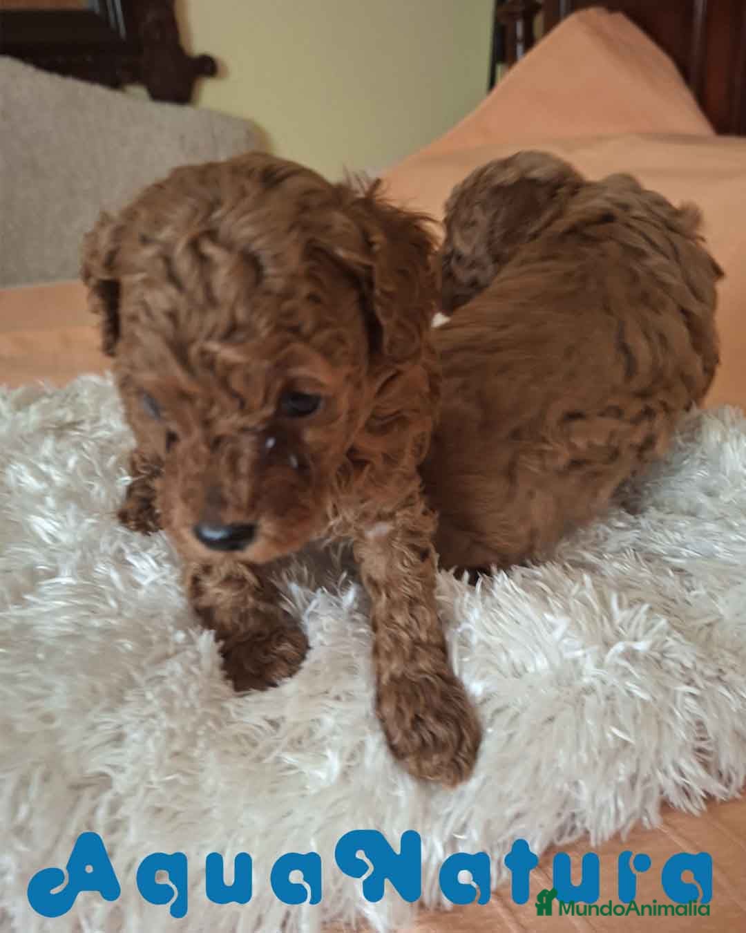 Caniche Toy perros Camada Caniche Machos Virgi AQUANATURA - Anuncio 2