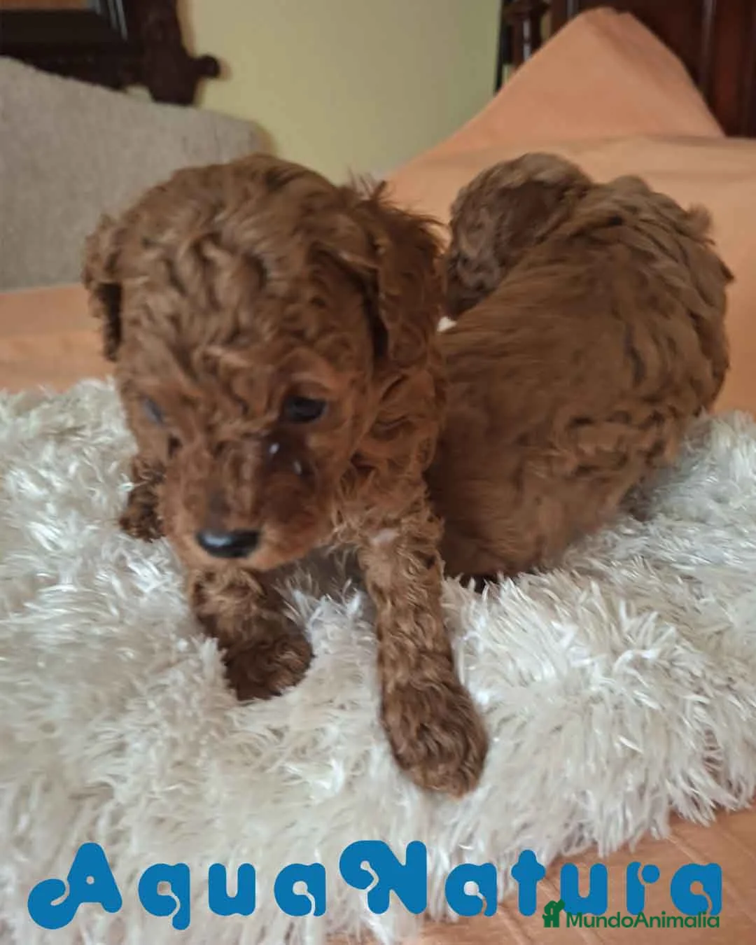 Caniche Toy perros en venta: Camada Caniche Machos Virgi AQUANATURA - Anuncio 1