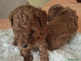 Caniche Toy perros Camada Caniche Machos Virgi AQUANATURA - Anuncio 2