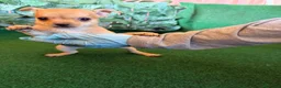 Chihuahua perros en venta: Chihuhua  - Anuncio 1