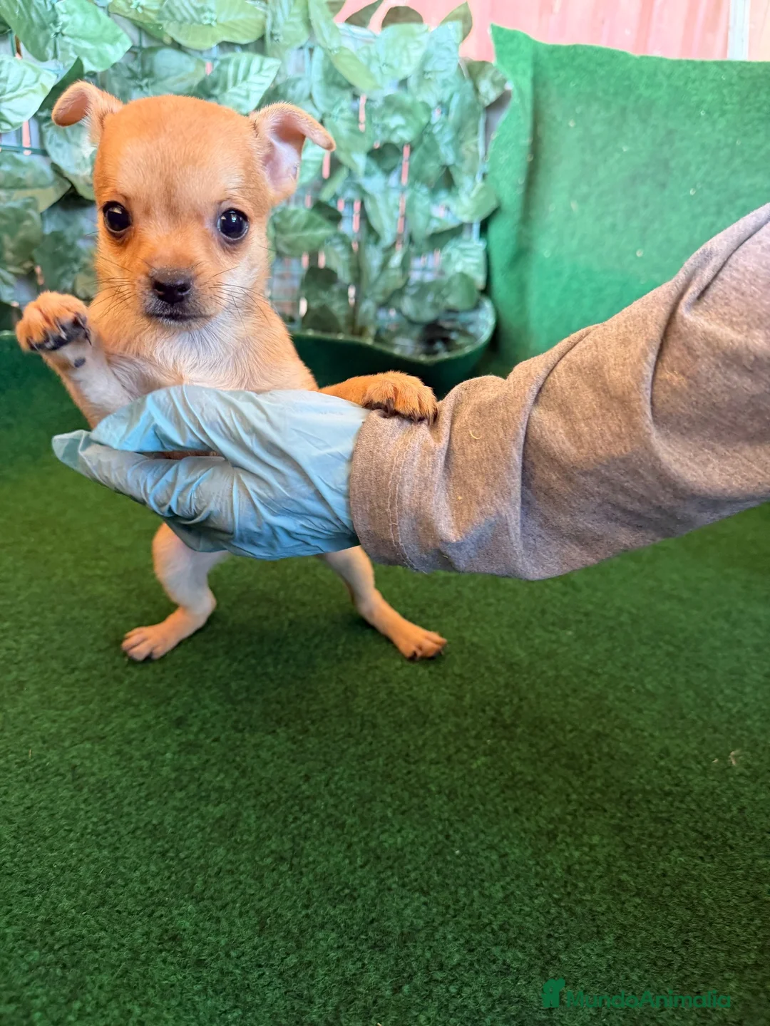 Chihuahua perros en venta: Chihuhua  - Anuncio 1