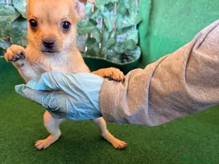 Chihuahua perros Chihuhua - Anuncio 1