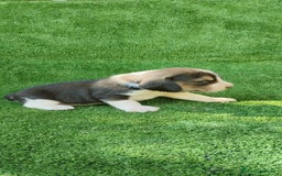 Beagle perros en venta: Beagle - Imagen 7