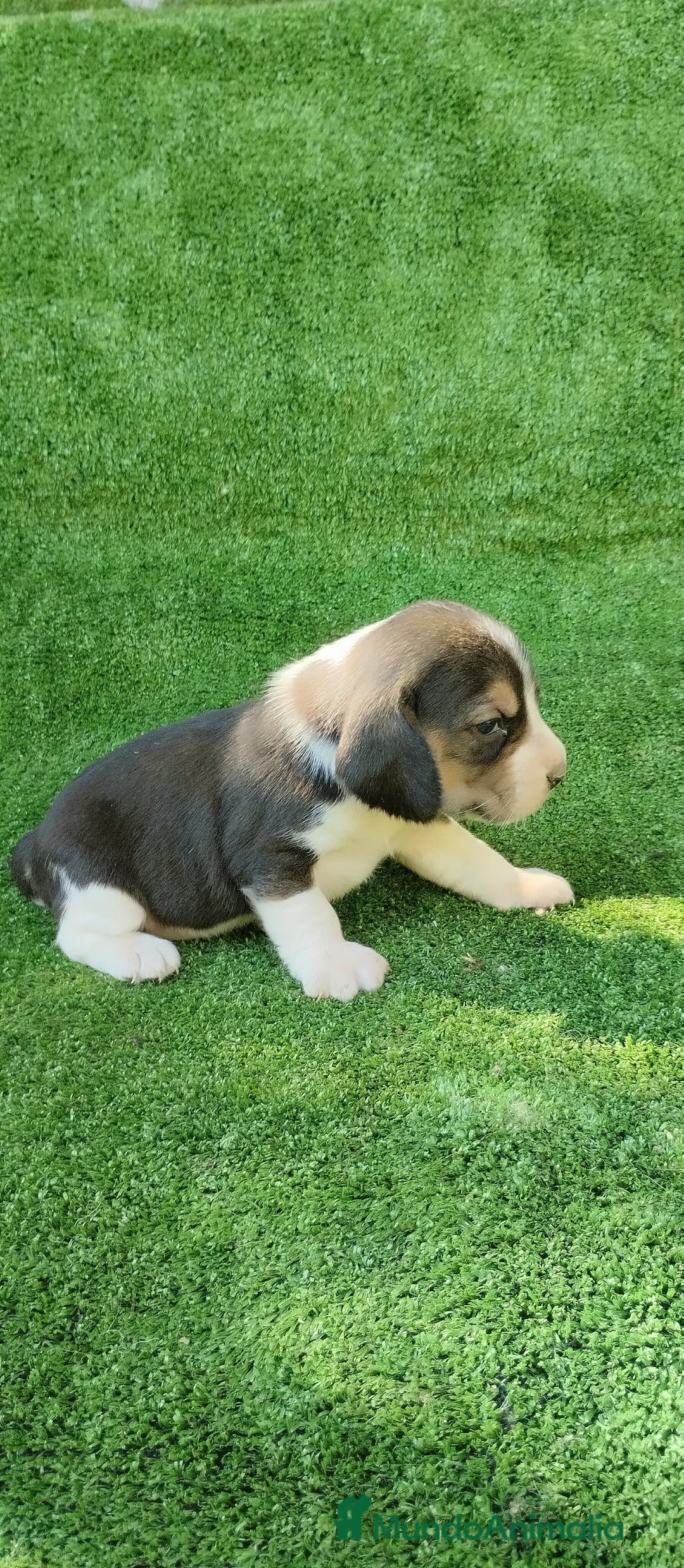 Beagle perros en venta: Beagle - Imagen 7