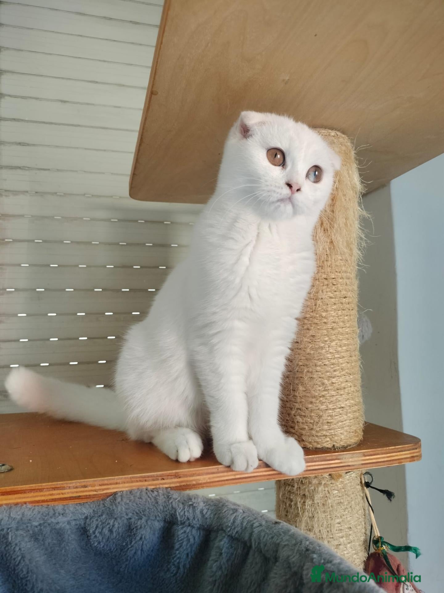 Scottish Fold gatos  Scottish fold - Anuncio 2