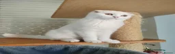 Scottish Fold gatos en venta:  Scottish fold - Anuncio 1