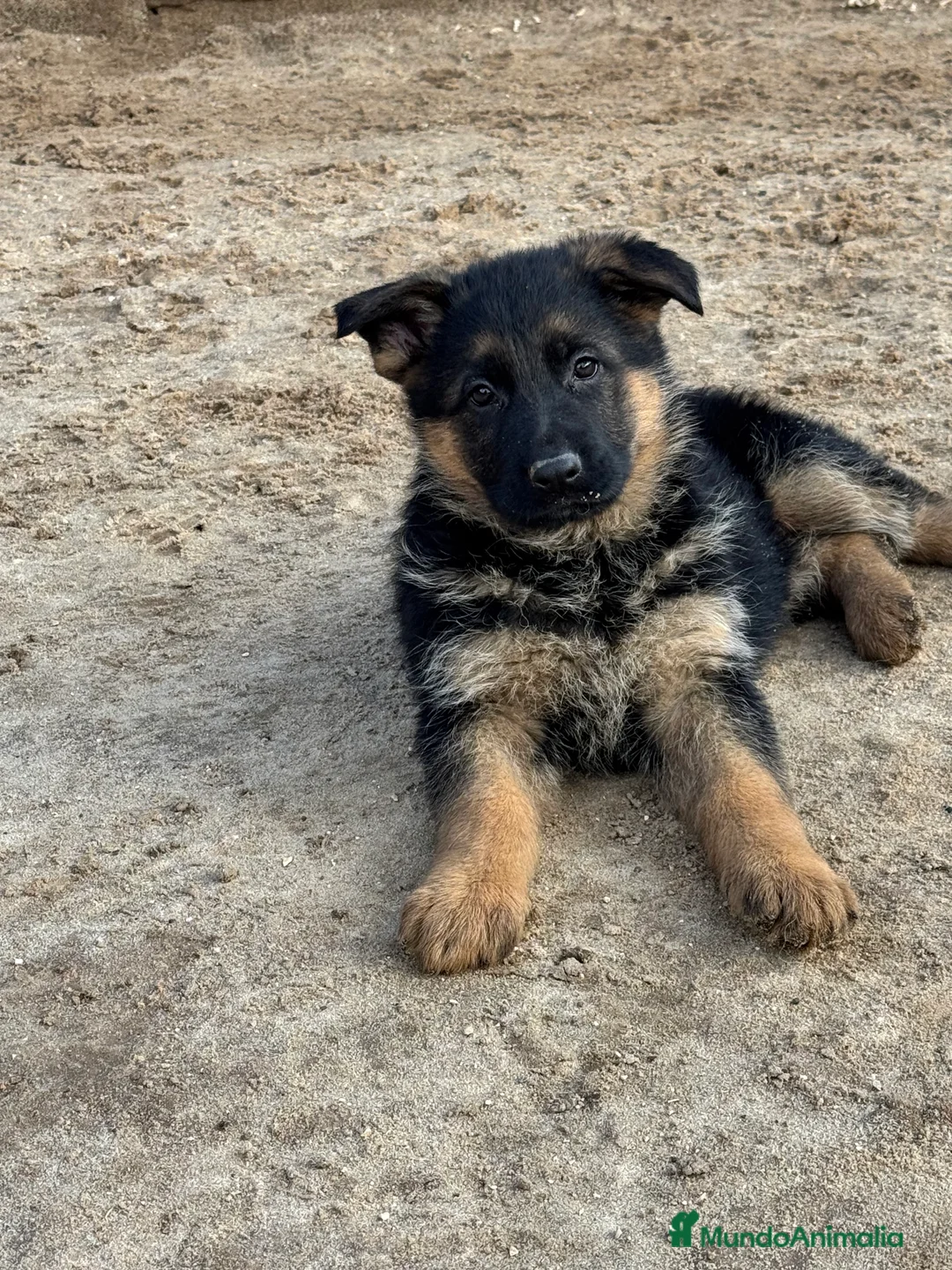 Pastor Alemán perros en venta: CACHORROS DE PASTOR ALEMAN - Anuncio 4