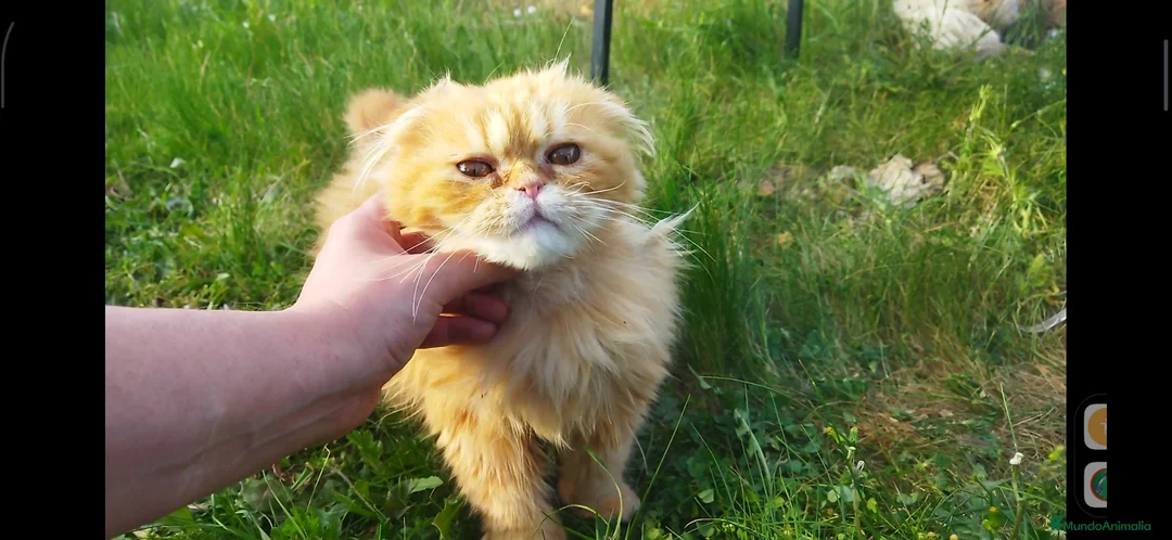 Foldex gatos en venta: Espectacular perfold - Anuncio 3