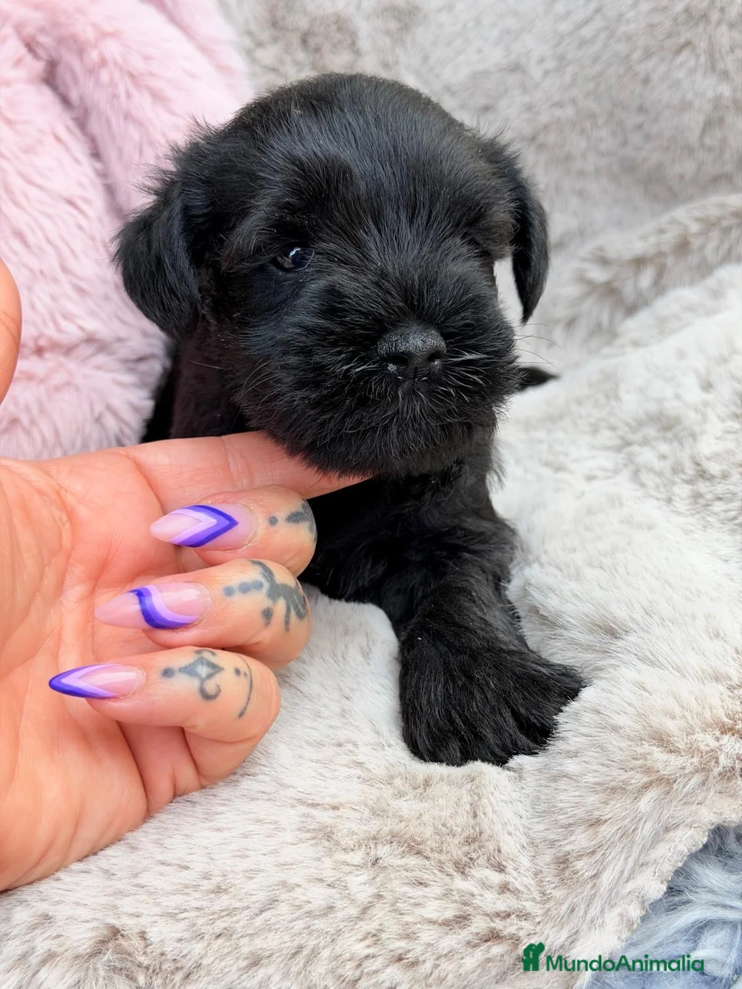 Schnauzer Miniatura perros en venta: Camada de preciosos schnauzer - Anuncio 2