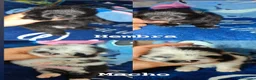 Pomerania perros en venta: Pomerania  - Anuncio 4