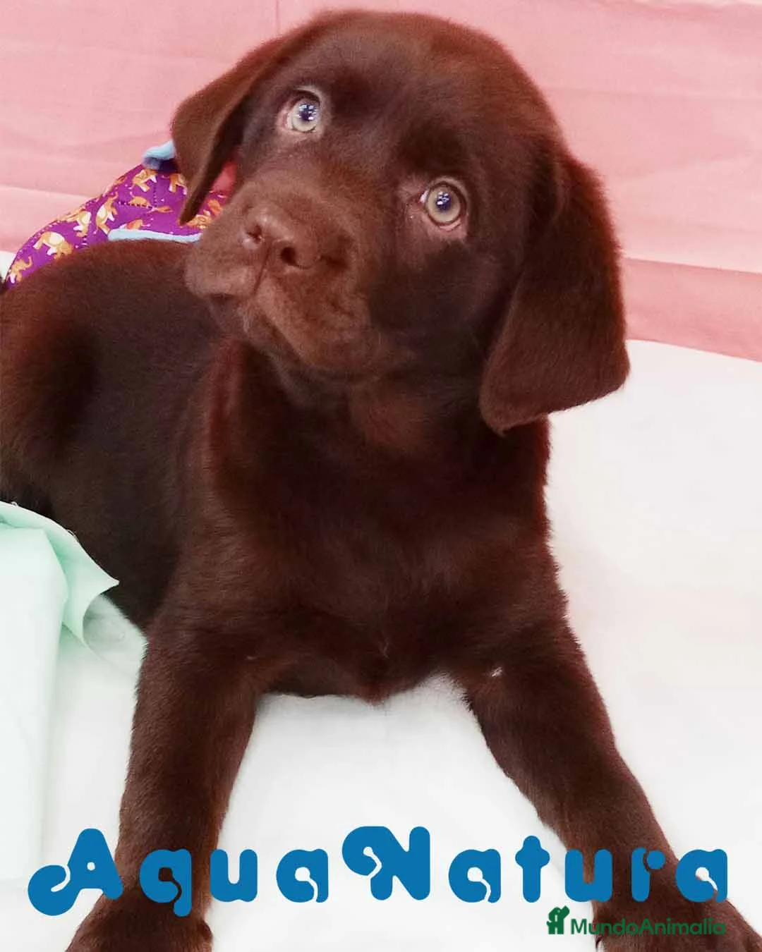 Labrador Retriever perros en venta: Camada LABRADOR RETRIEVER chocolate - AQUANATURA en Barcelona - Anuncio 7