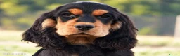 Cocker Spaniel Inglés perros en venta: CRIADERO DE COCKER EN CATALUÑA  - Anuncio 4