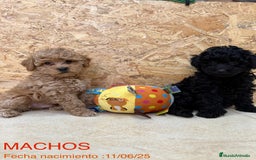 Caniche Enano perros en venta: Caniches enanos  - Imagen 4