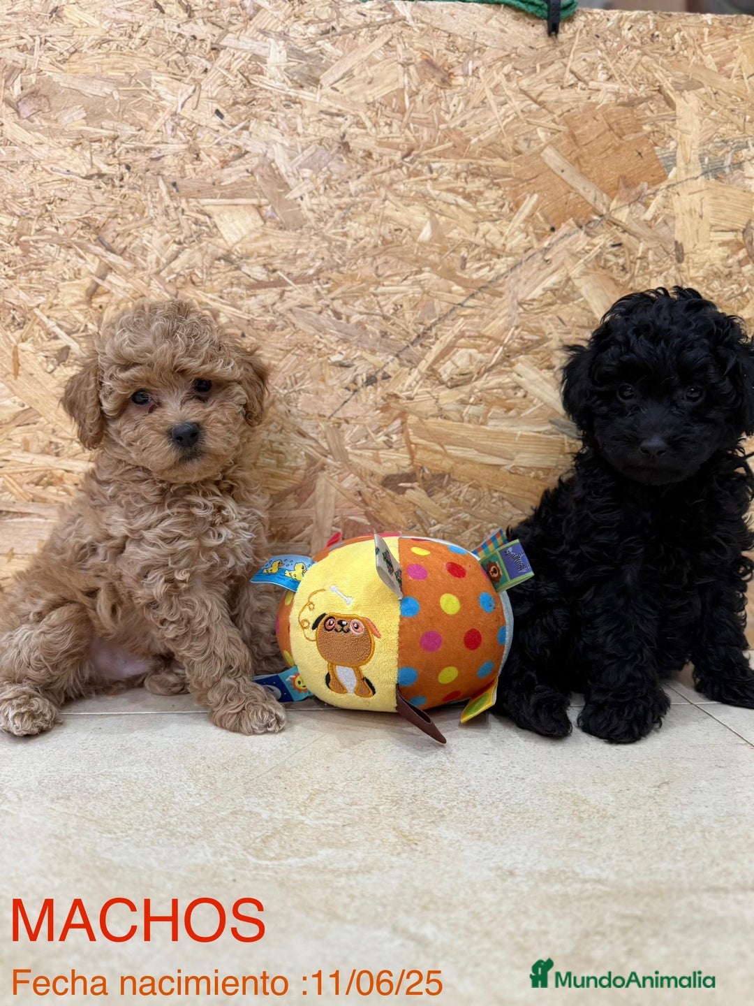 Caniche Enano perros en venta: Caniches enanos  - Imagen 4