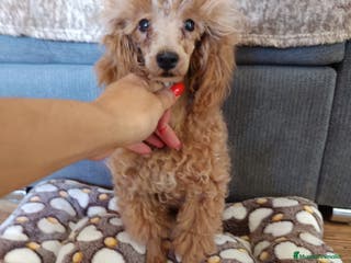 Caniche Enano perros Caniches enano en Badajoz - Anuncio 4