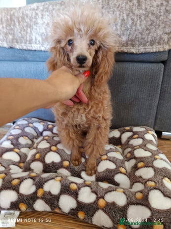 Caniche Enano perros en Badajoz - Anuncio 14