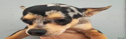 Chihuahua perros en venta: CHIHUAHUA ADULTO MACHO - Anuncio 3