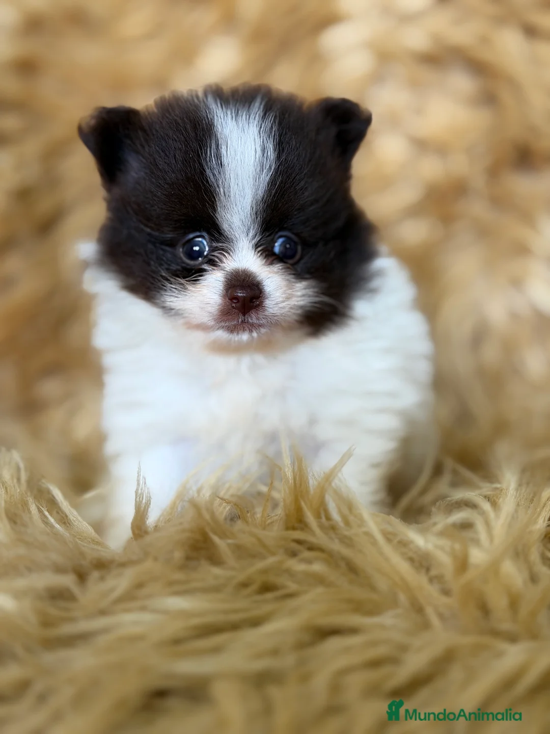 Pomerania perros en venta: Pomerania Minitoy  - Anuncio 1