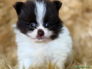 Pomerania perros Pomerania Minitoy - Anuncio 3