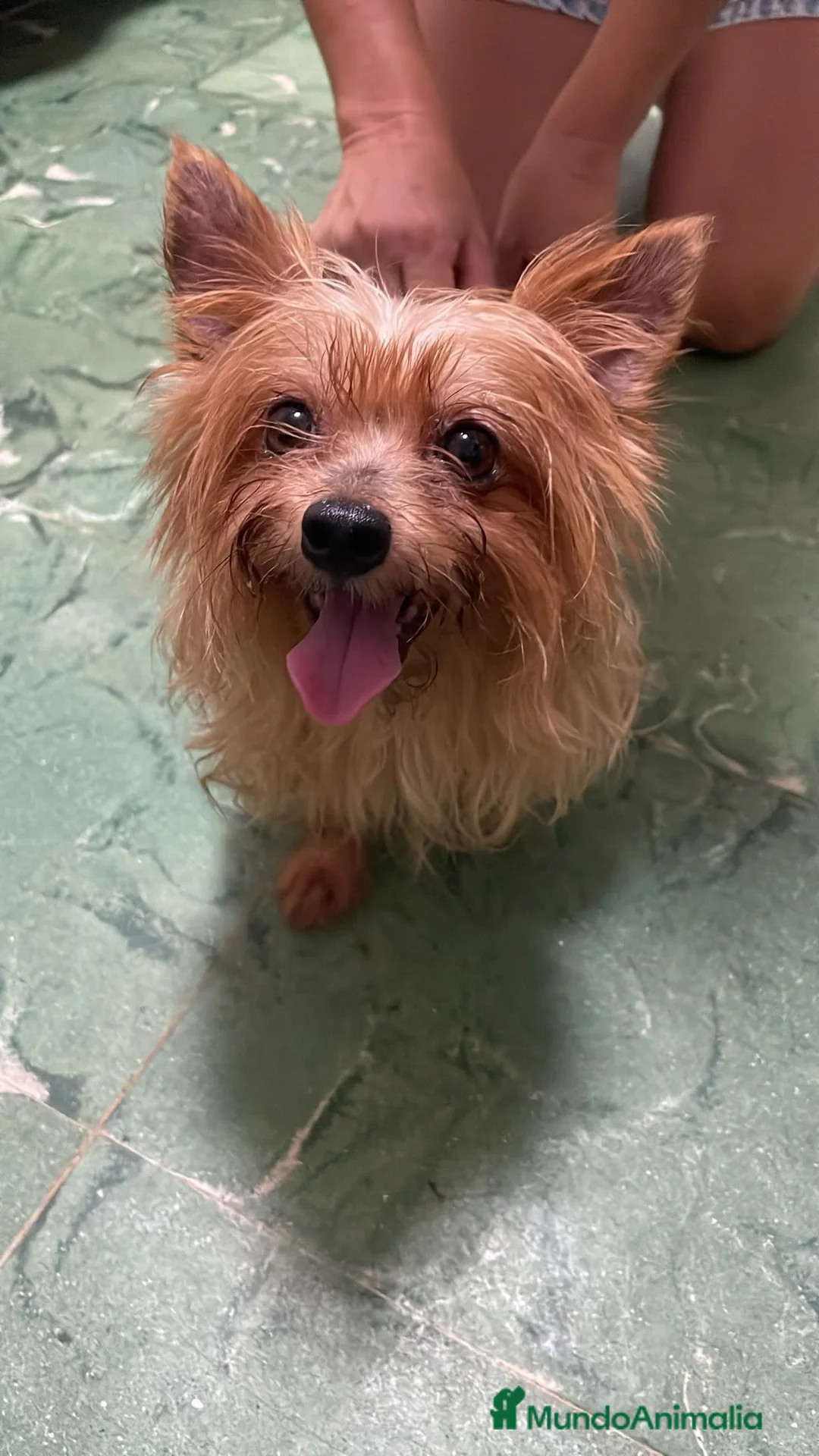 Yorkshire Terrier perros en venta: Hebra yorkshire toy - Anuncio 3