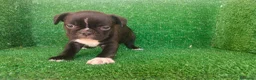 Bulldog Francés perros en venta: Bulldog francés  - Anuncio 6