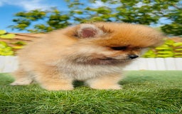 Pomerania perros en venta: POMERANIA MACHO - Imagen 14