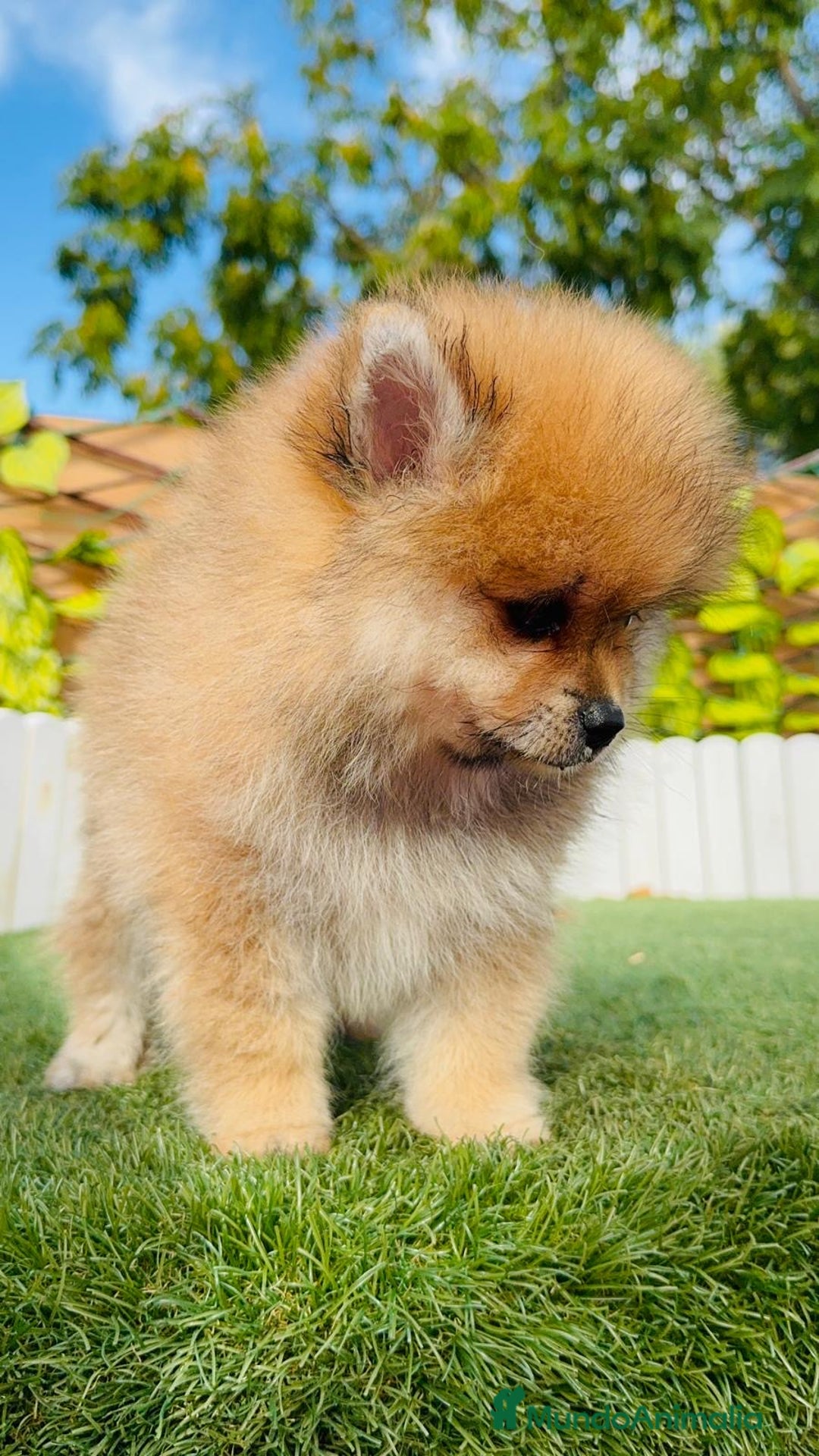 Pomerania perros en venta: POMERANIA MACHO - Imagen 14