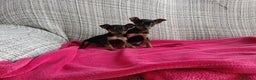 Pinscher Miniatura perros en venta: Pincher miniatura  en Badajoz - Anuncio 2