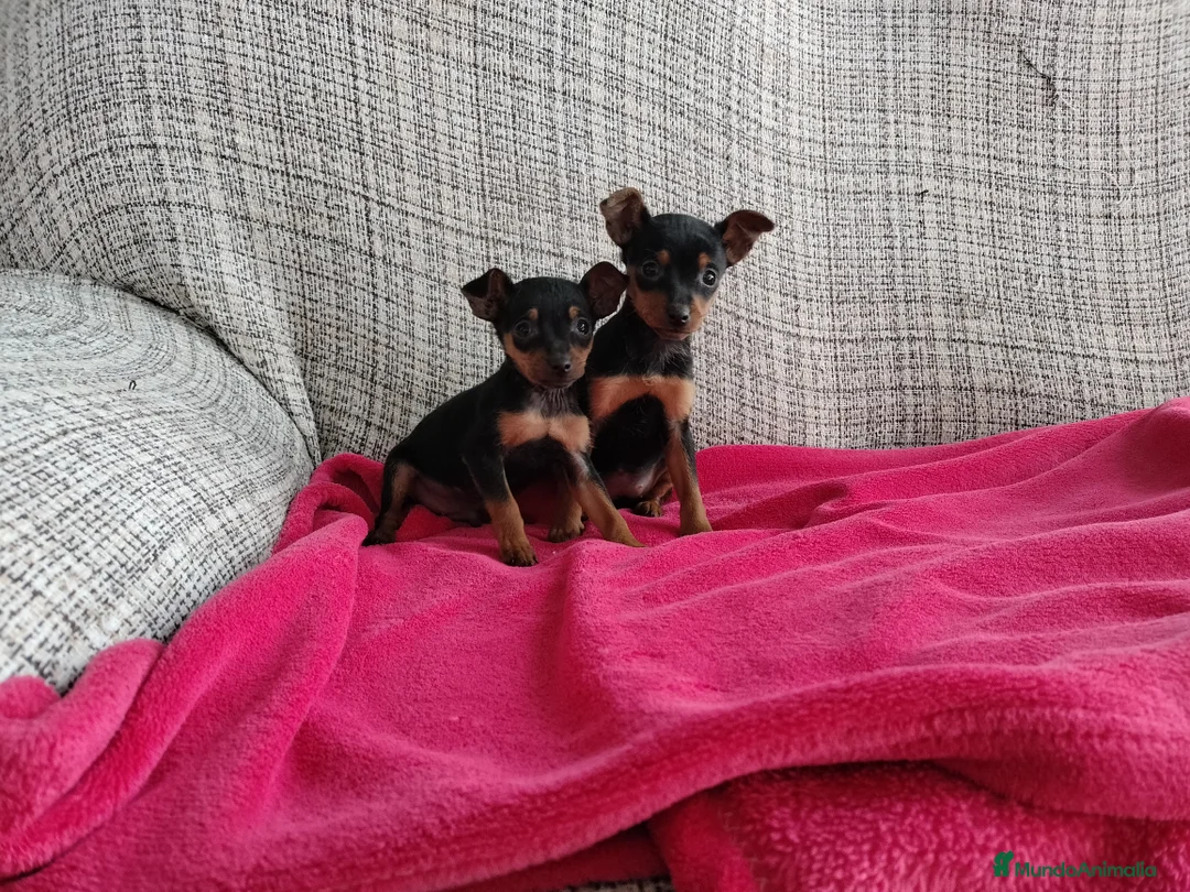 Pinscher Miniatura perros en venta: Pincher miniatura  en Badajoz - Anuncio 2