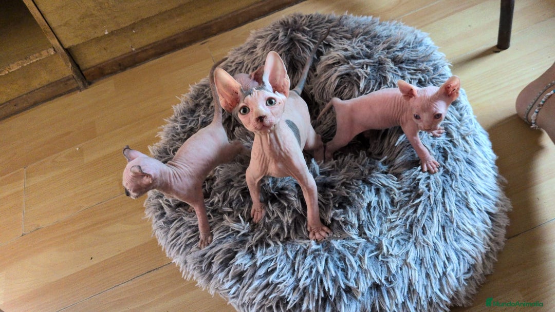 Sphynx gatos en venta: GATITOS SPHYNX HEMBRA ELFA - Imagen 6