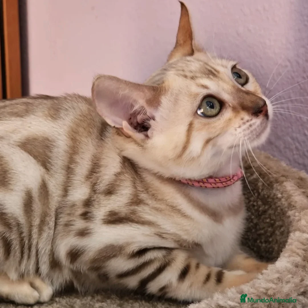 Bengalí gatos en venta: Bengalí  - Anuncio 1