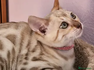 Bengalí gatos Bengalí - Anuncio 2