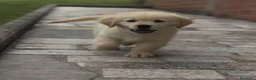 Golden Retriever perros en venta: Golden retriever  - Anuncio 3