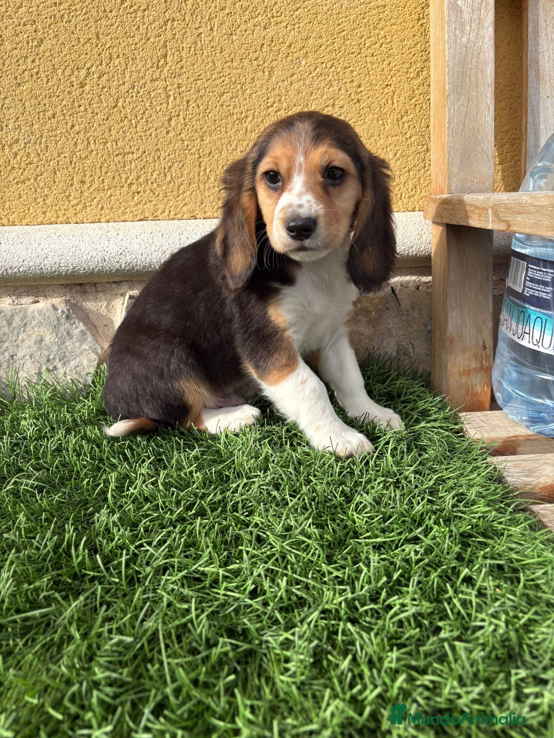 Beagle perros en venta: Preciosos cachorros de Beagle  - Anuncio 20