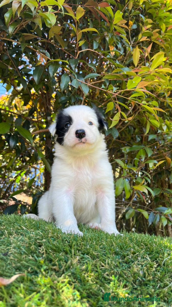 Border Collie perros Border collie  - Anuncio 1