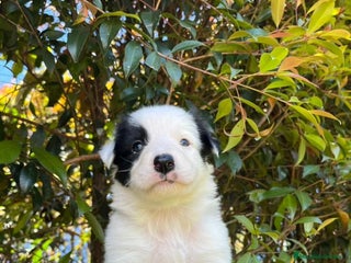 Border Collie perros Border collie - Anuncio 3